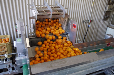 製造工程